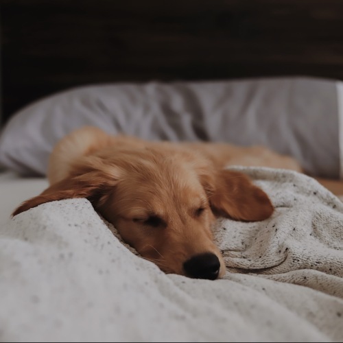a cute dog in a bed