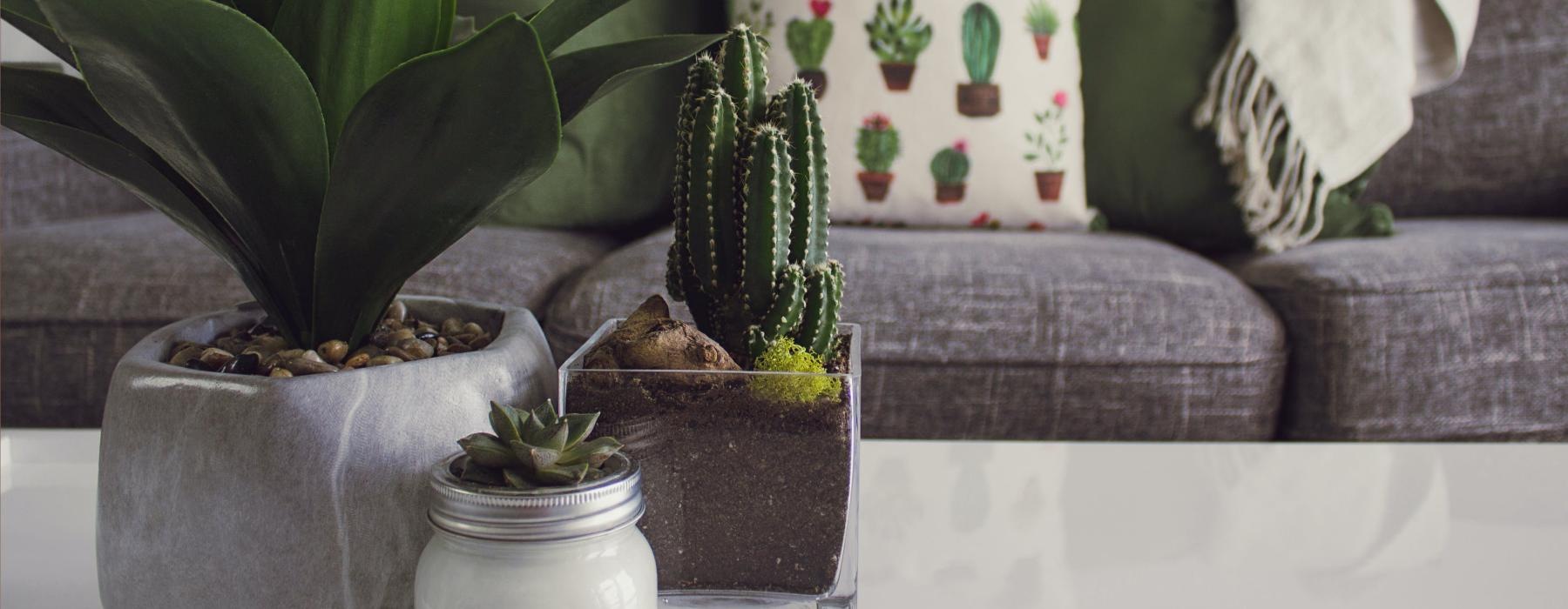 a group of potted plants on a table